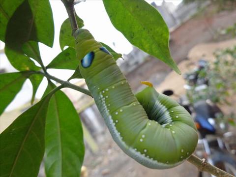 greenee worm